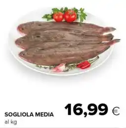 Tigre Sogliola media offerta