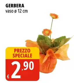 Tigros Gerbera offerta