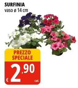 Tigros Surfinia offerta