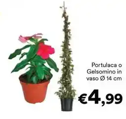 Unes Portulaca o Gelsomino in vaso 14 cm offerta
