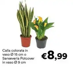 Unes Calla colorata in vaso 15 cm o Sanseveria Potcover in vaso 9 cm offerta