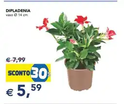 Esselunga DIPLADENIA offerta