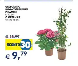 Esselunga GELSOMINO RHYNCOSPERMUM PIRAMIDE o ORTENSIA offerta