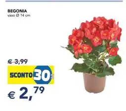 Esselunga BEGONIA offerta