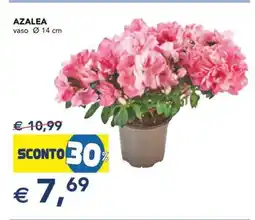 Esselunga Azalea offerta