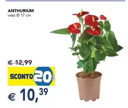 Esselunga ANTHURIUM offerta