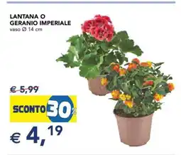 Esselunga LANTANA O GERANIO IMPERIALE offerta