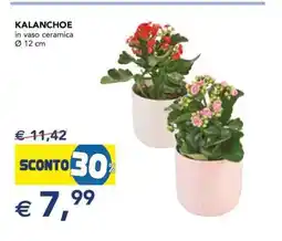 Esselunga Kalanchoe offerta