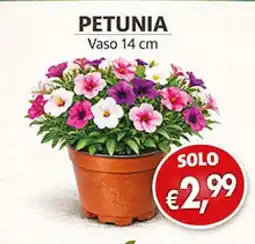 Coal Petunia offerta