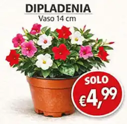 Coal Dipladenia offerta