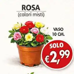Coal Rosa offerta