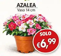 Coal Azalea vaso 14 cm offerta