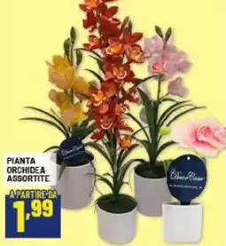 Risparmio Casa Pianta orchidea offerta