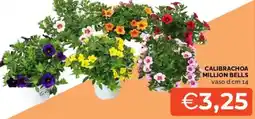 Mercatò Calibrachoa million bells offerta