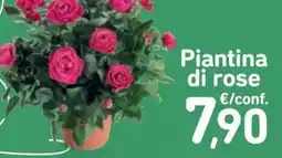 Conad Piantina di rose offerta