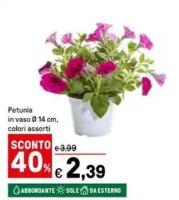 Iper La Grande Petunia in vaso ø14 cm offerta