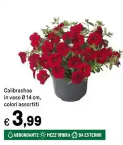 Iper La Grande Calibrachoa in vaso Ø14 cm offerta