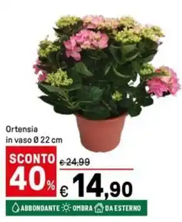 Iper La Grande Ortensia in vaso Ø22 cm offerta