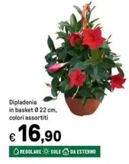Iper La Grande Dipladenia in basket Ø22 cm offerta