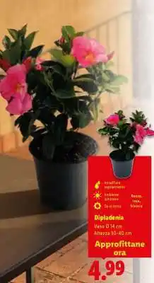 Lidl DIPLADENIA offerta