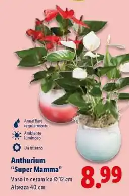 Lidl Anthurium 'Super Mamma' offerta