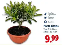 Lidl Pianta di Ulivo offerta