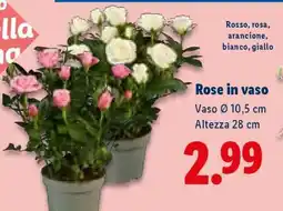 Lidl Rose in vaso offerta