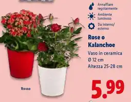 Lidl Rose o Kalanchoe offerta