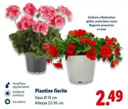 Lidl Piantine fiorite offerta