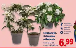Lidl Stephanotis, Gelsomino o Gardenia offerta