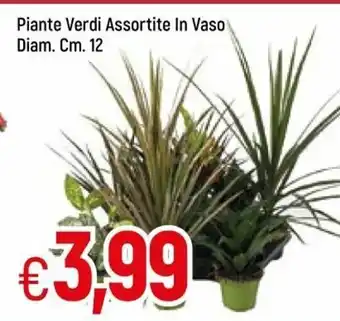 Famila Piante Verdi Assortite In Vaso Diam Cm12 offerta