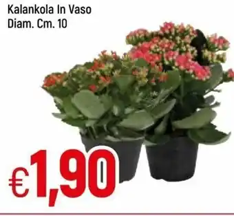 Famila Kalankola In Vaso Diam C 10 offerta