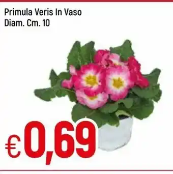 Primula Veris In Vaso Diam Cm 10