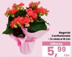 Eurospar Begonia offerta
