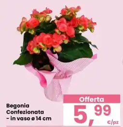 Despar Begonia Confezionata offerta