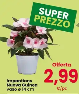 Interspar Impantians Nuova Guinea offerta