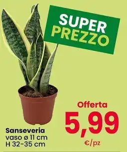Interspar Sanseveria offerta