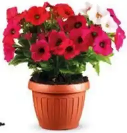 Ard Discount Potunia vaso ø 14 cm offerta