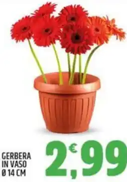 Ard Discount Gerbera in vaso ø 14 cm offerta