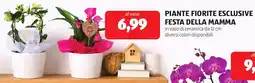 ALDI Piante fiorite esclusive festa della mamma offerta