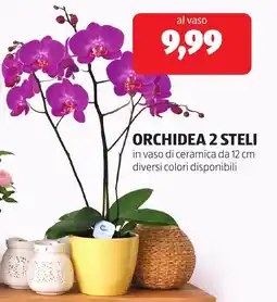 ALDI Orchidea 2 steli offerta