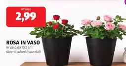 ALDI Rosa in vaso offerta