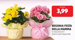 ALDI Begonia festa della mamma offerta