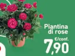 Conad Piantina di rose offerta