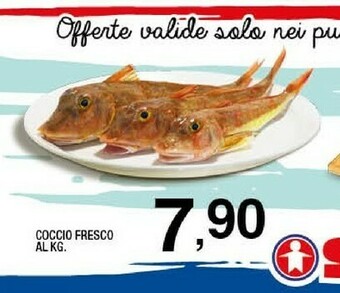 Sigma Coccio fresco offerta