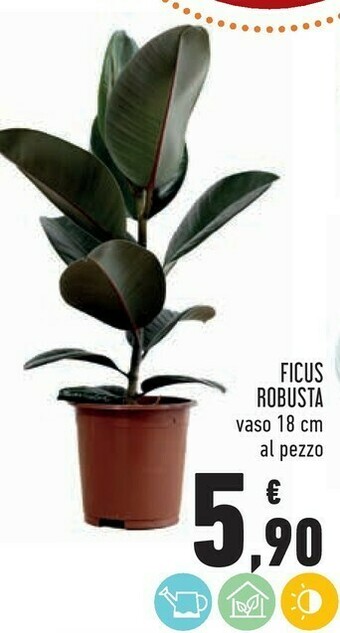 Ficus robusta