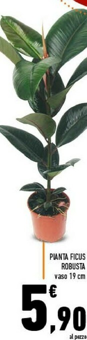 Conad Superstore Pianta ficus robusta offerta