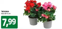 DPiù Begonia offerta