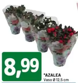 DPiù Azalea offerta