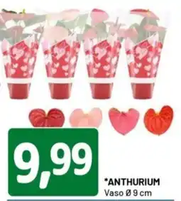 DPiù Anthurium offerta